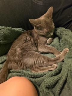 Enlarge Stormy, a Adoptable Domestic Short Hair in Greensboro, NC image 4/4