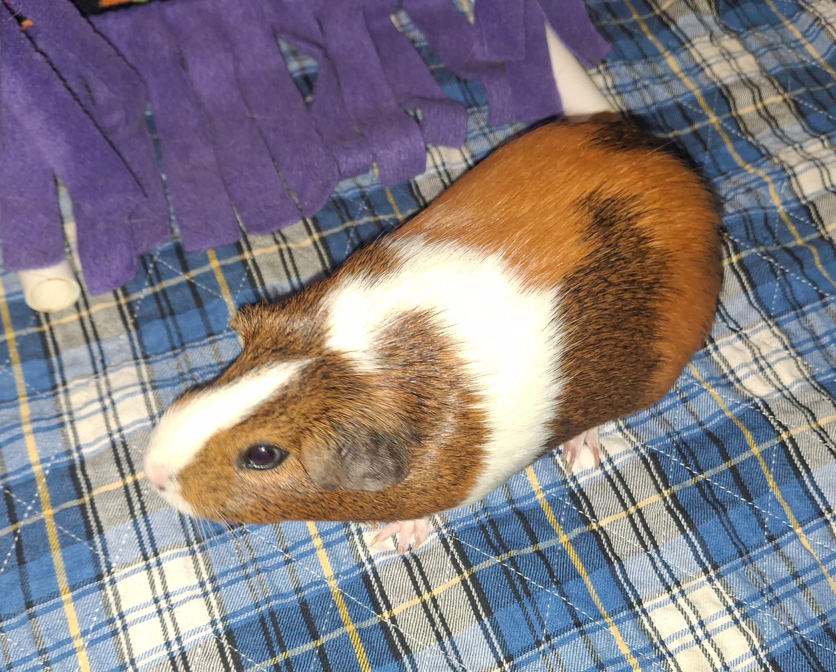 Enlarge Ivonny, a ADOPTABLE Guinea Pig in Omaha, NE image 2/3