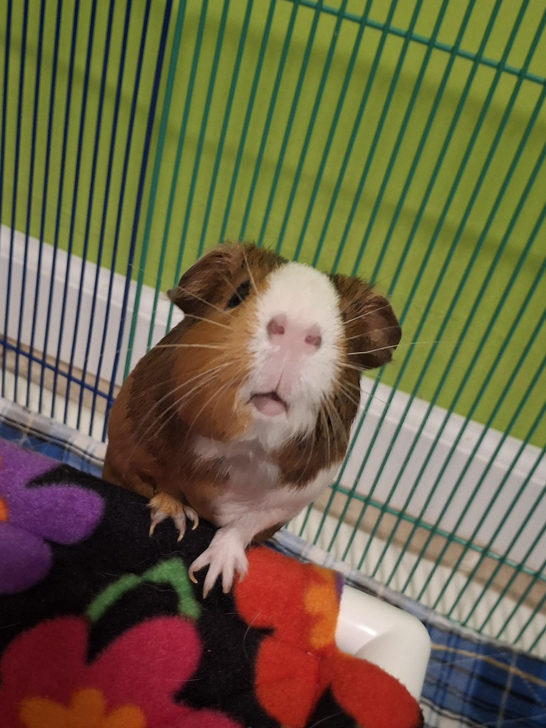 Enlarge Ivonny, a ADOPTABLE Guinea Pig in Omaha, NE image 1/3