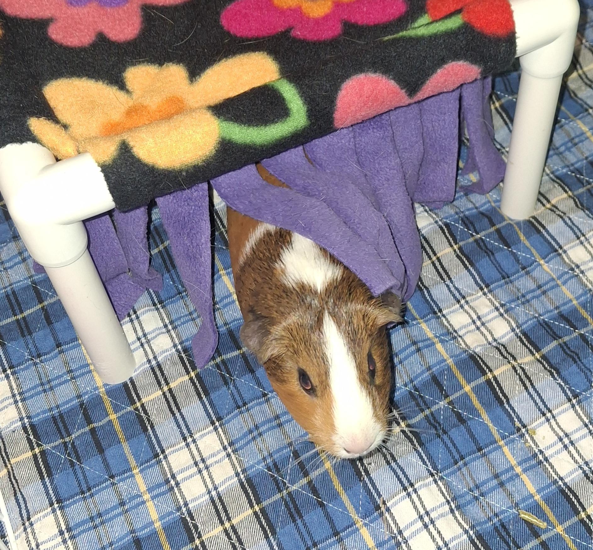 Enlarge Ivonny, a ADOPTABLE Guinea Pig in Omaha, NE image 3/3