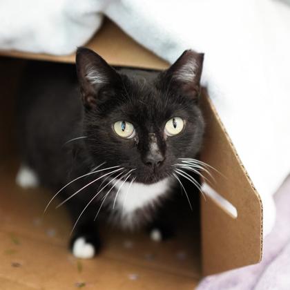 Ginny, Adoptable, Adult Female Domestic Short Hair.