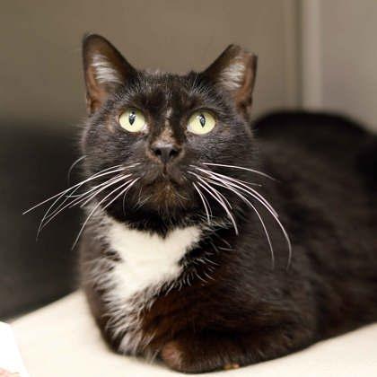 Enlarge Ginny, a Adoptable mixed breed in Atlanta, GA image 2/3