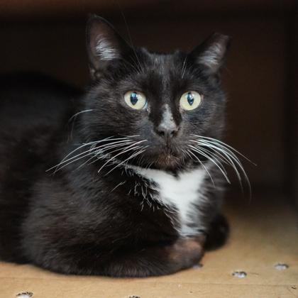 Enlarge Ginny, a Adoptable mixed breed in Atlanta, GA image 3/3