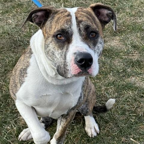 Enlarge Precious, a ADOPTABLE American Staffordshire Terrier in Perkiomenville, PA image 1/1