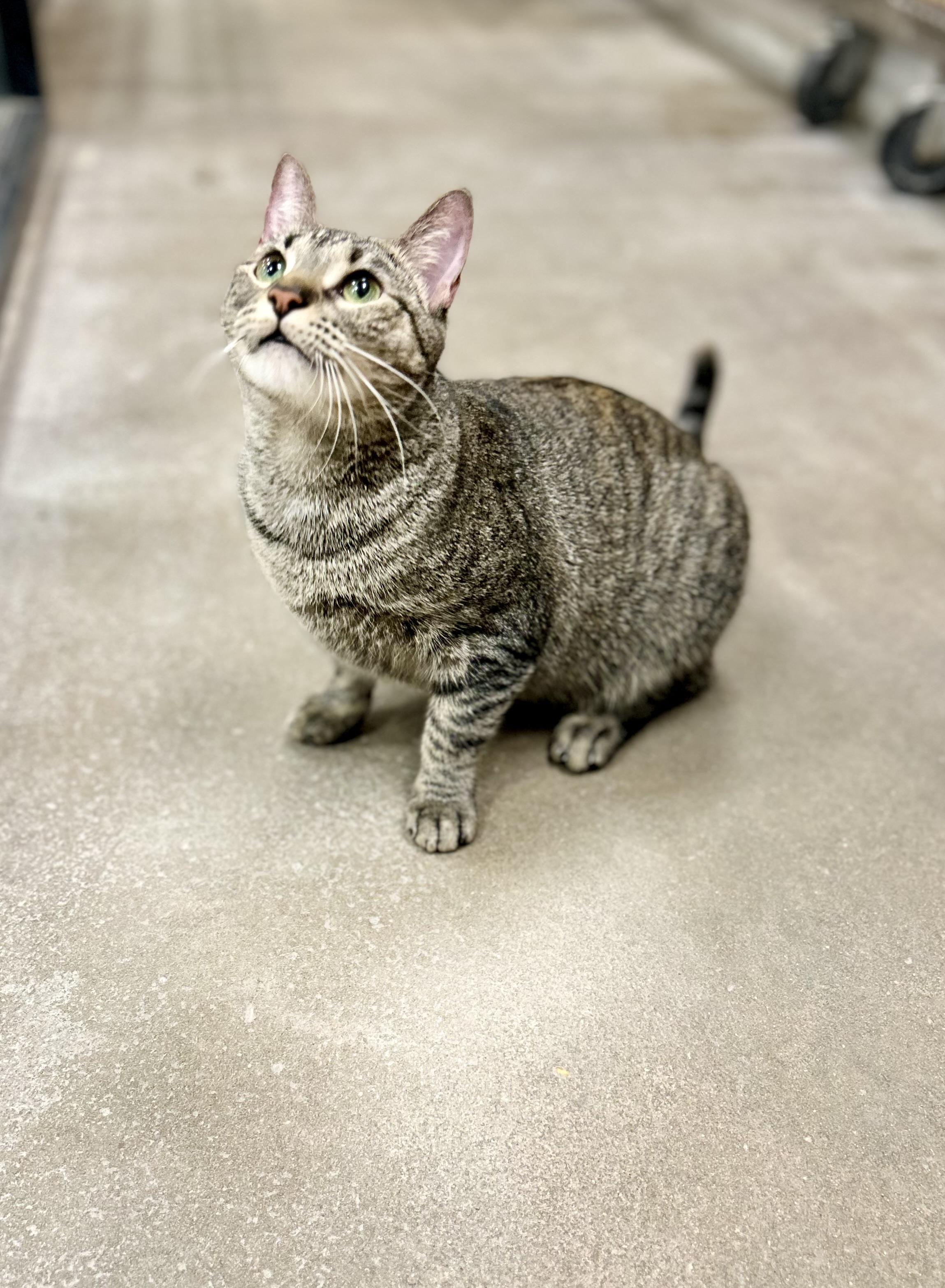 Meowy Poppins, Adoptable, Adult Female Domestic Short Hair.