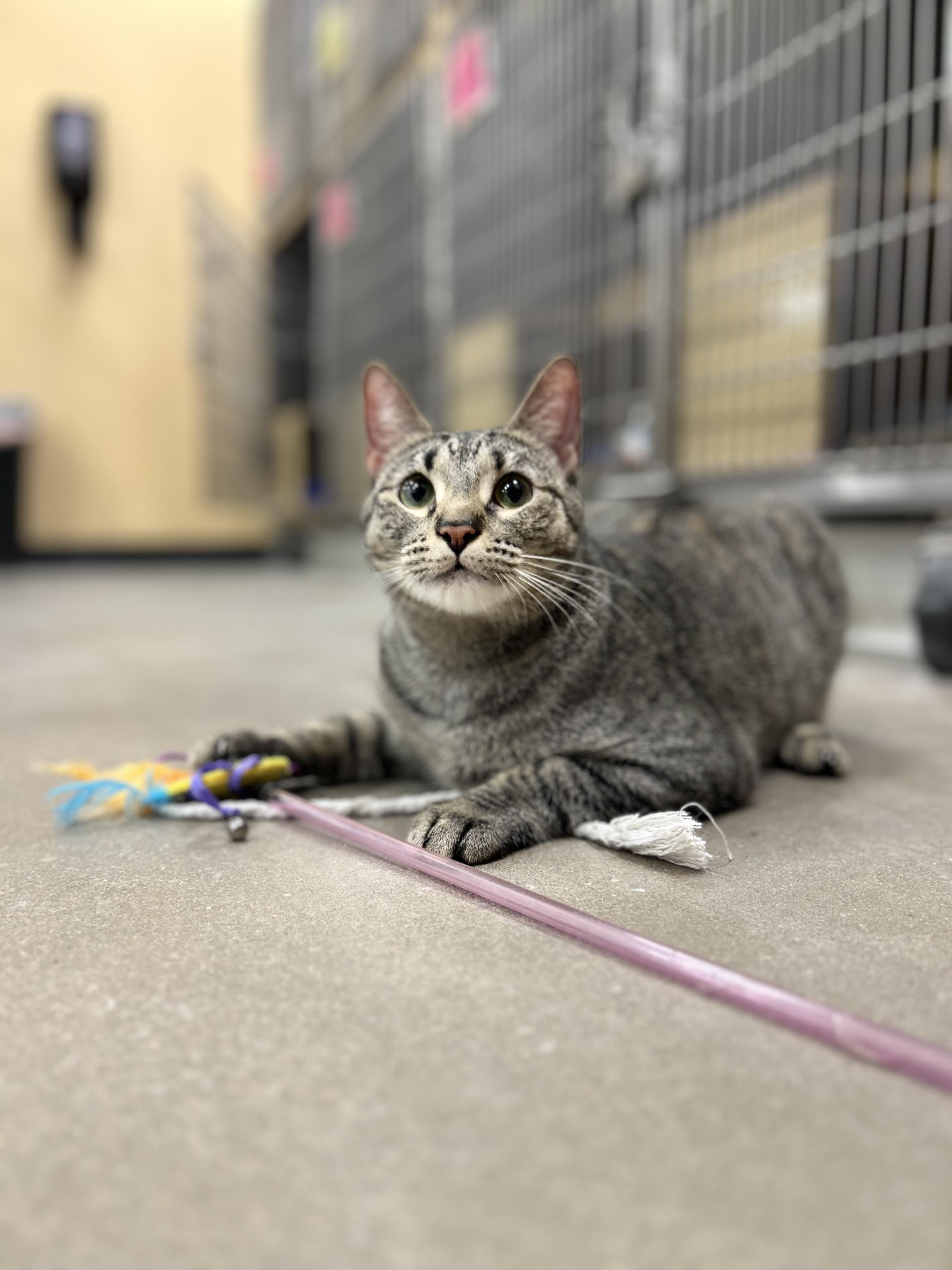 Enlarge Meowy Poppins, a Adoptable Domestic Short Hair in Mobile, AL image 2/2
