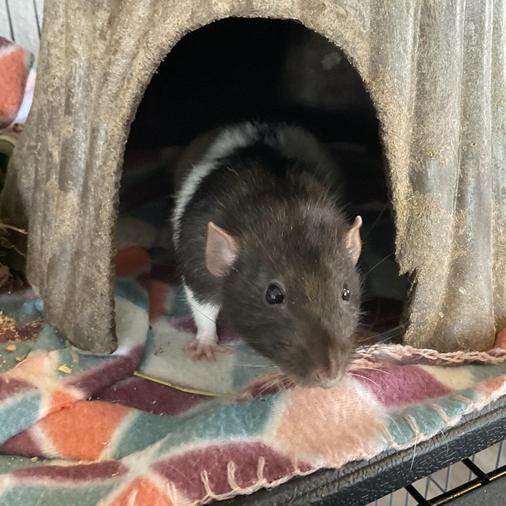 Wisp, a Adoptable Rat in Phoenix, AZ image 2/2