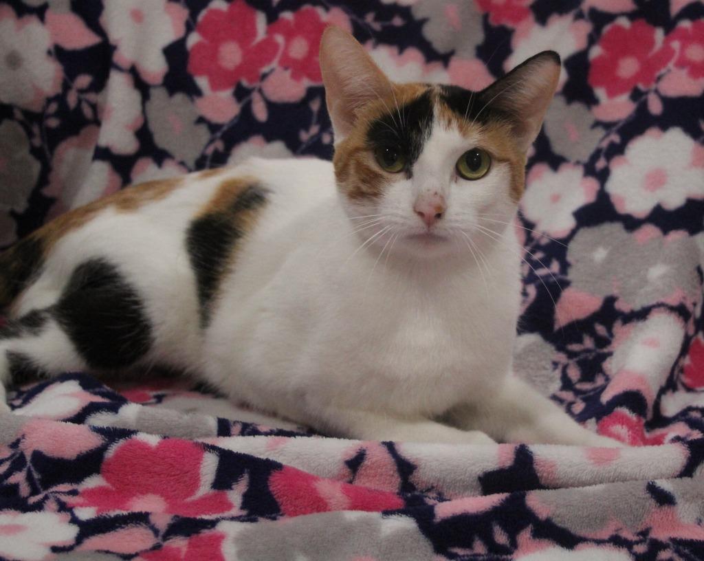 Astra, Adoptable, Young Female Domestic Short Hair.