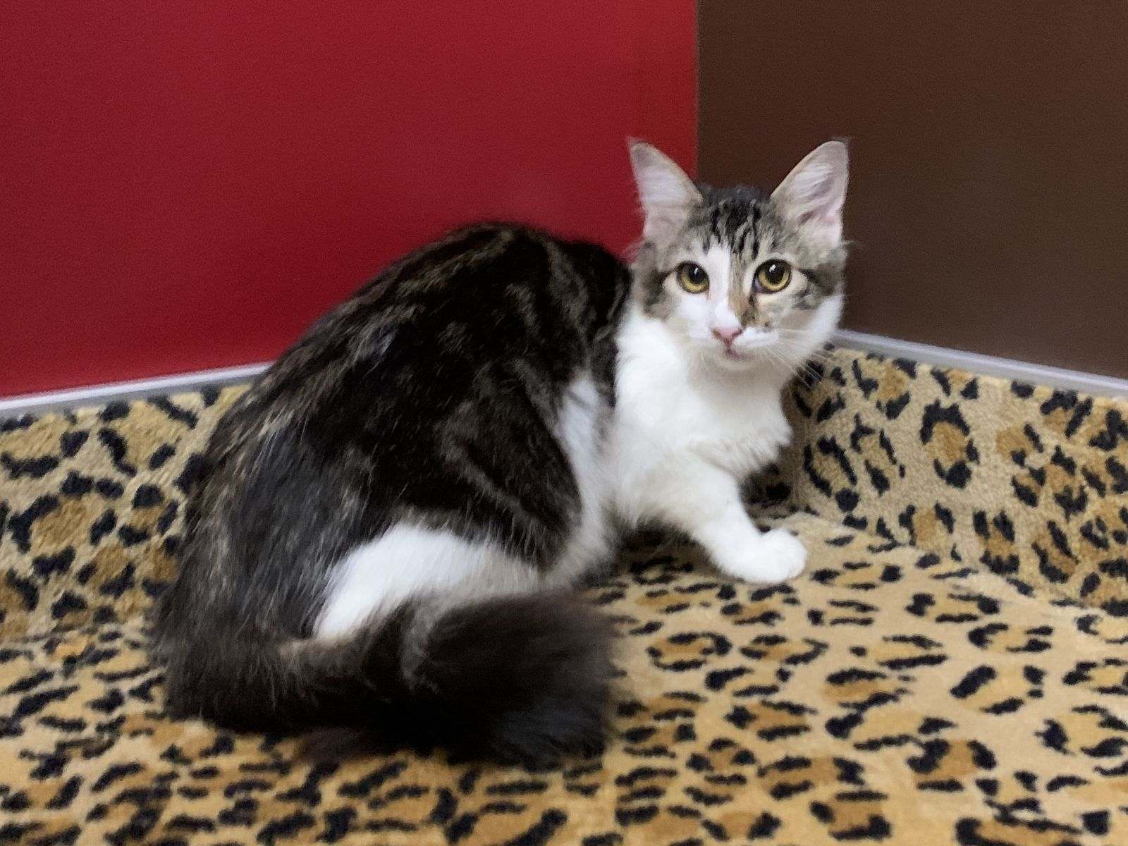 Harriet – Playful Tabby Seeking a Forever Friend, a Adoptable Tabby in Tustin, CA image 1/2