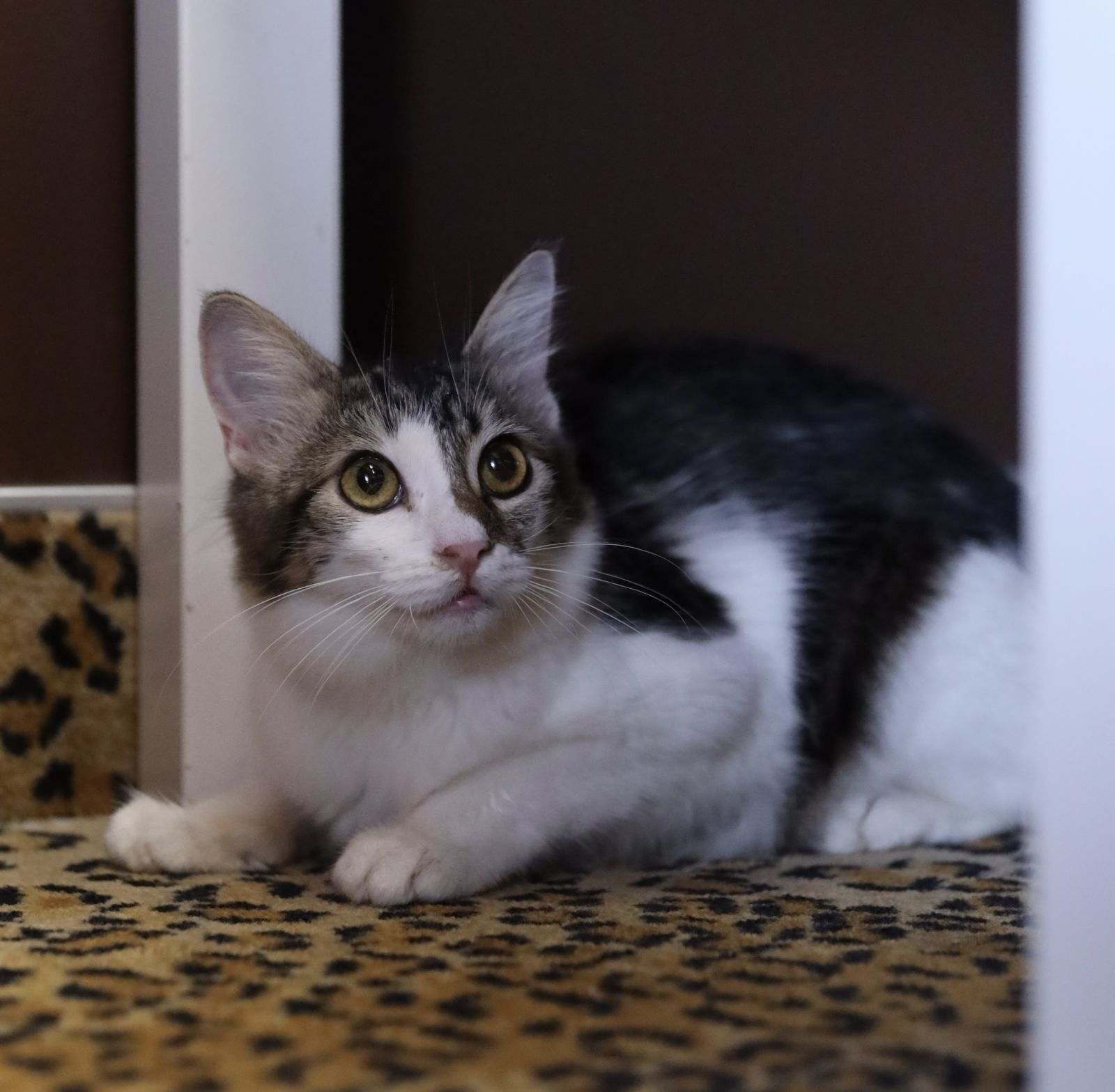 Harriet – Playful Tabby Seeking a Forever Friend, Adoptable, Young Female Tabby.