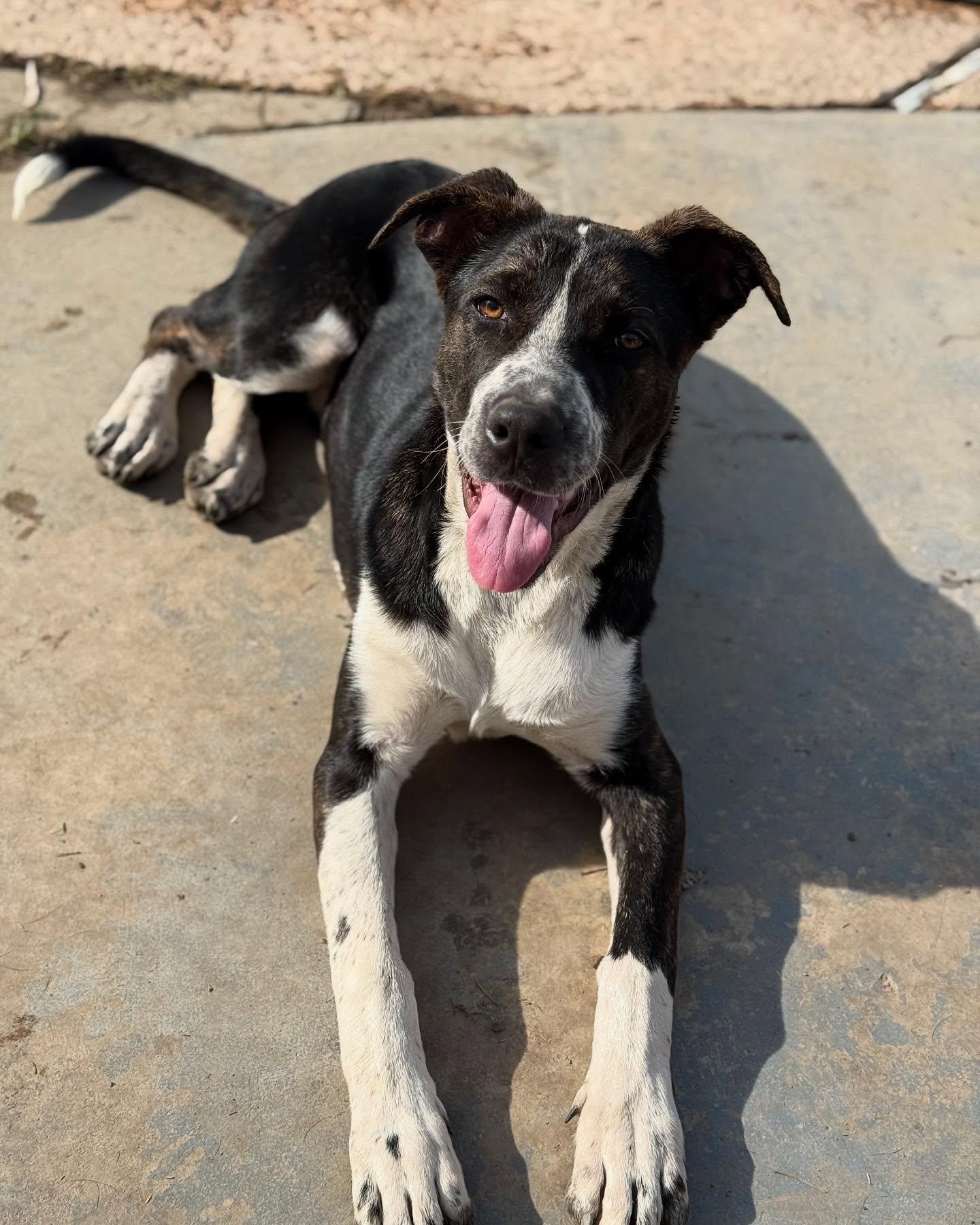 Enlarge Noel, a Adoptable Australian Cattle Dog / Blue Heeler in Visalia, CA image 1/1