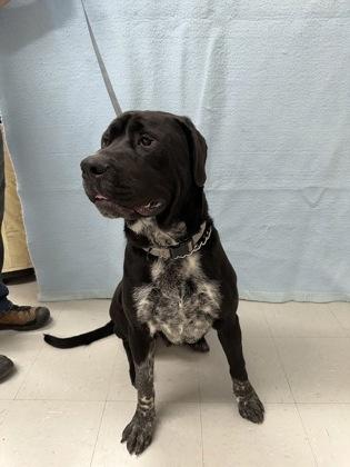 Enzo, Adoptable, Young Male Mastiff & Mixed Breed.