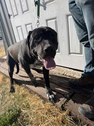 Enlarge Enzo, a Adoptable mixed breed in McCook, NE image 2/3