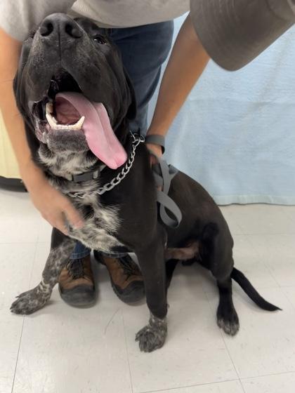 Enlarge Enzo, a Adoptable mixed breed in McCook, NE image 3/3