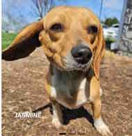 Jasmine, adoptable, Young Female Beagle.