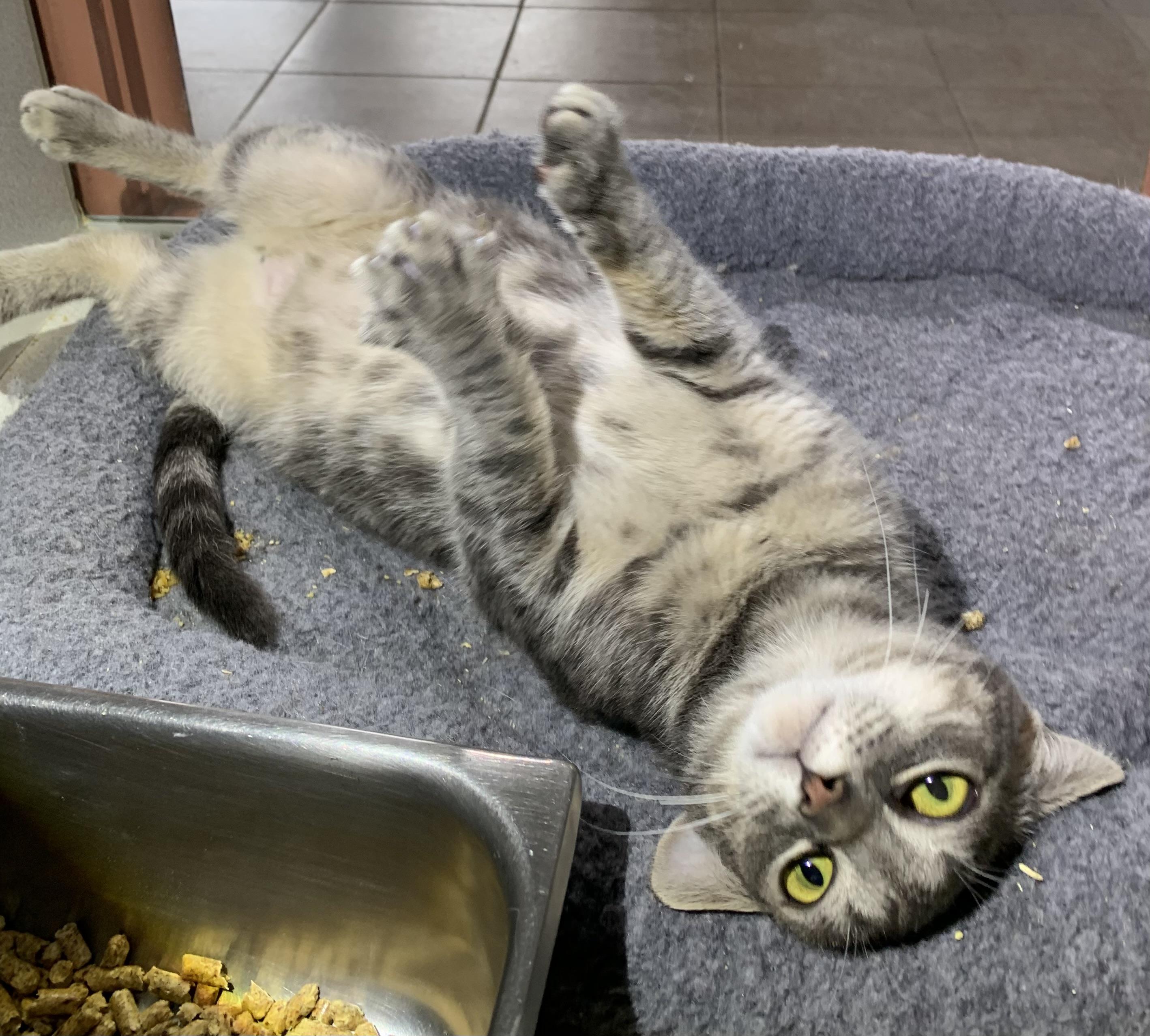 Tex, ADOPTABLE, Adult Male Domestic Short Hair.