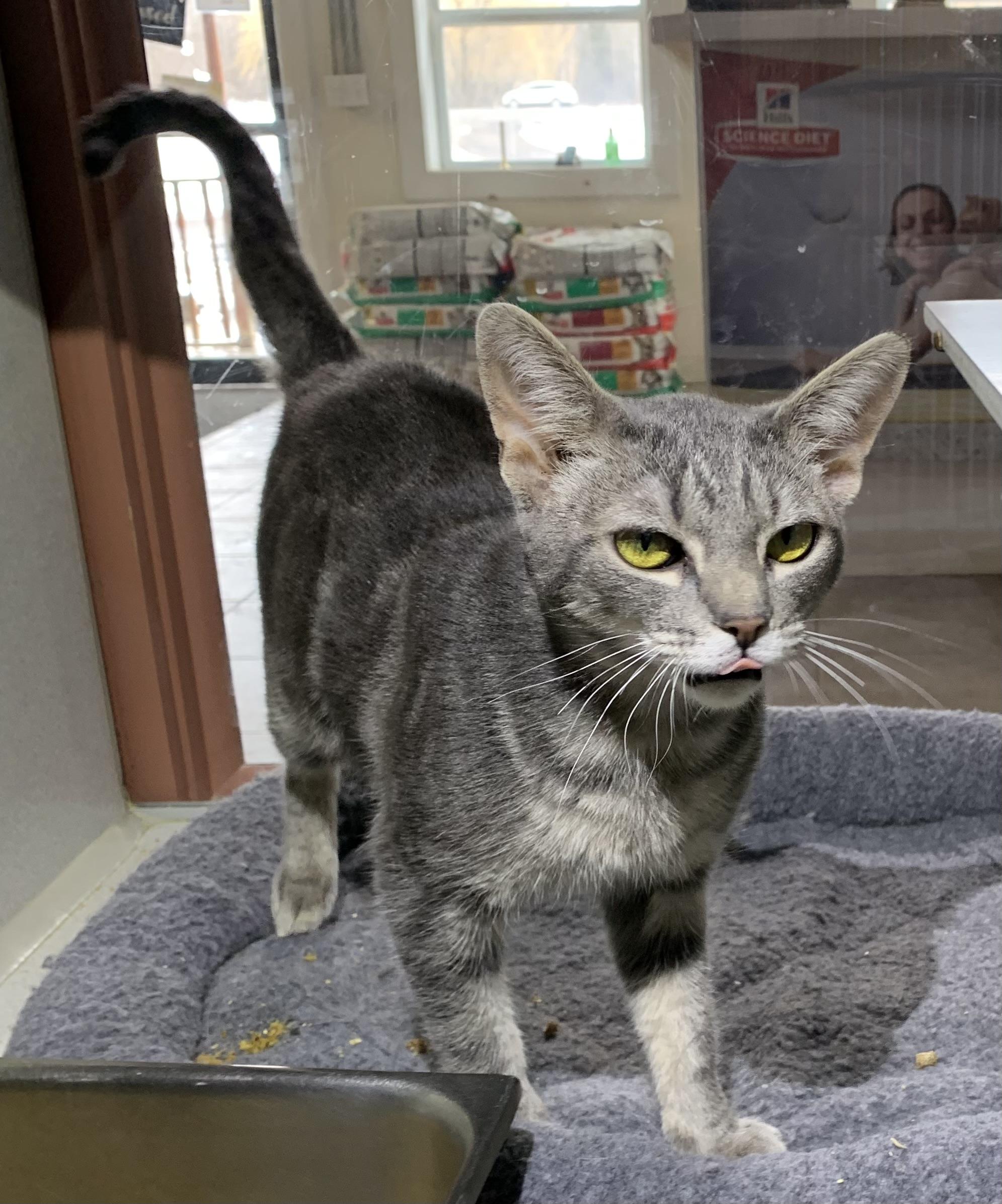 Enlarge Tex, a ADOPTABLE mixed breed in Massena, NY image 3/3