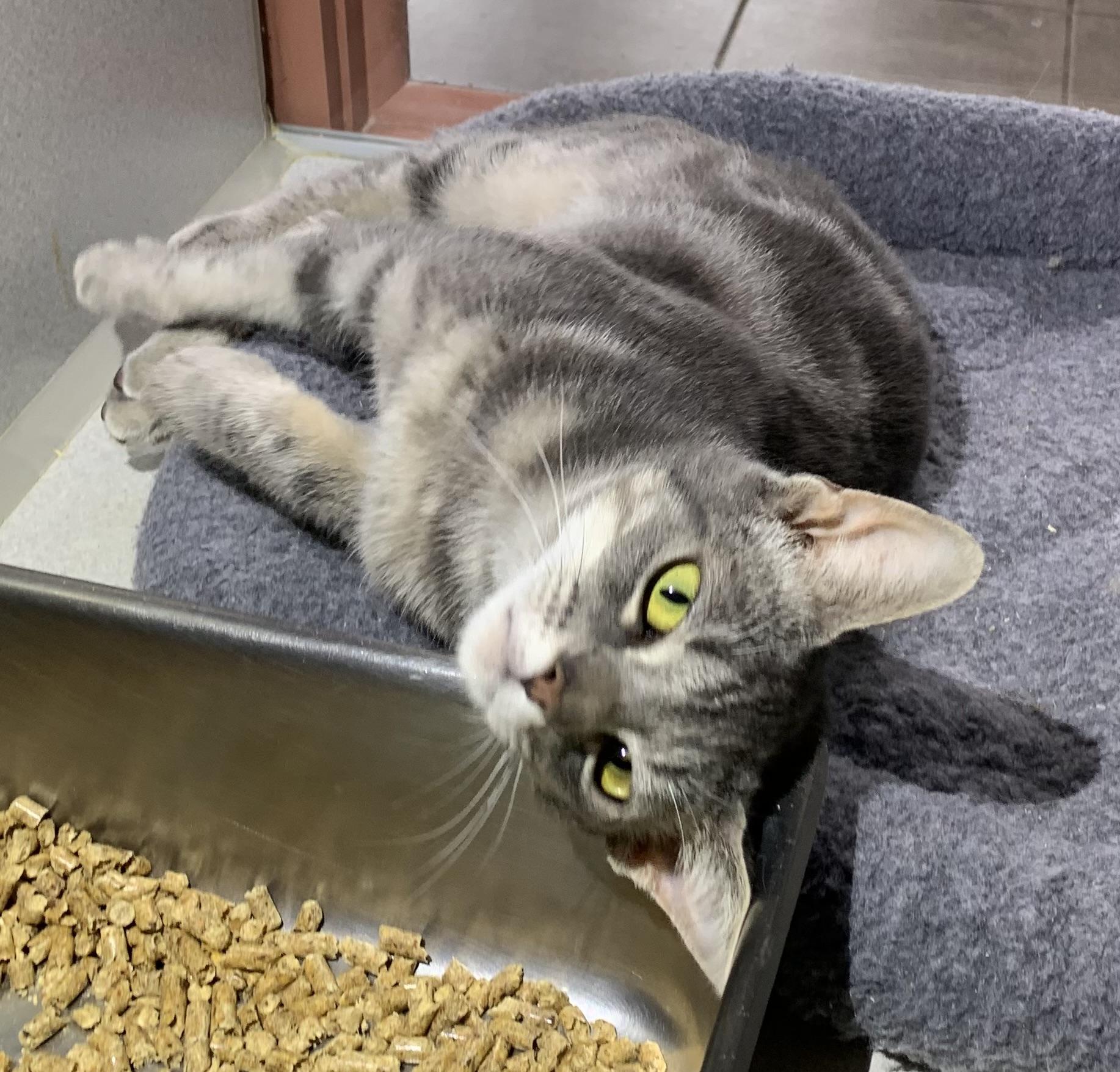 Enlarge Tex, a ADOPTABLE mixed breed in Massena, NY image 2/3