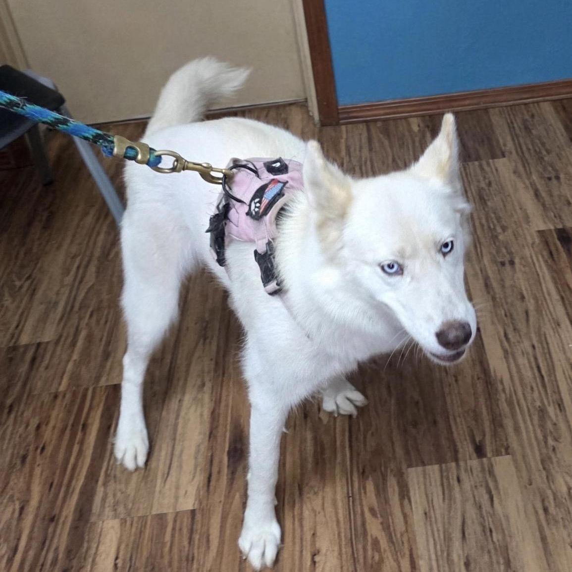 Roxy, Adopted, Young Female Husky.