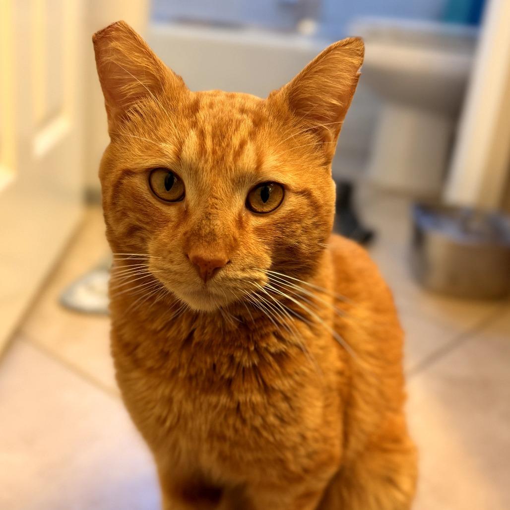 Cheez-It — thumbnail 2