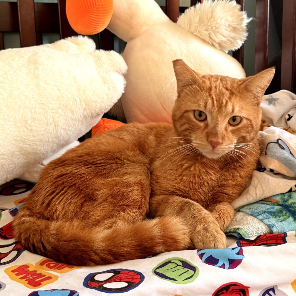 Cheez-It — thumbnail 3