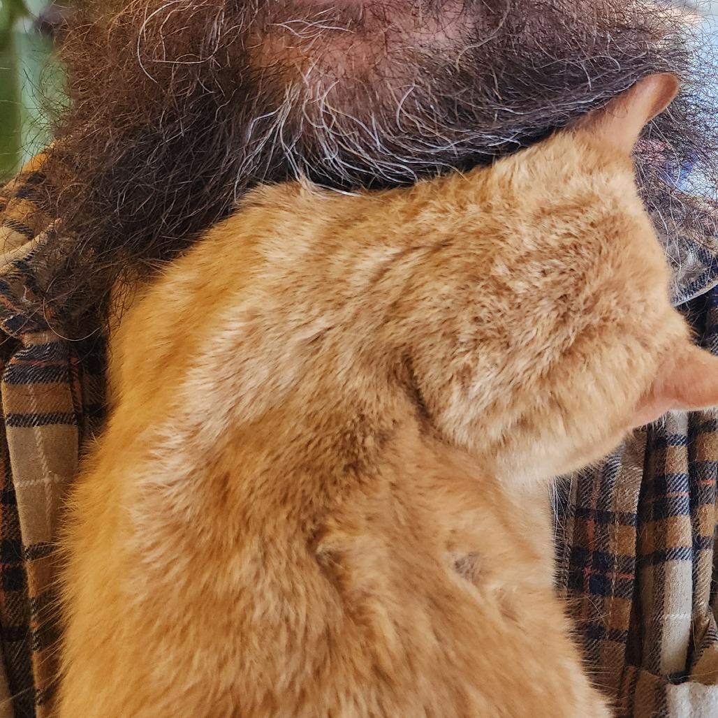 Garfield, Adoptable, Young Female Domestic Short Hair.