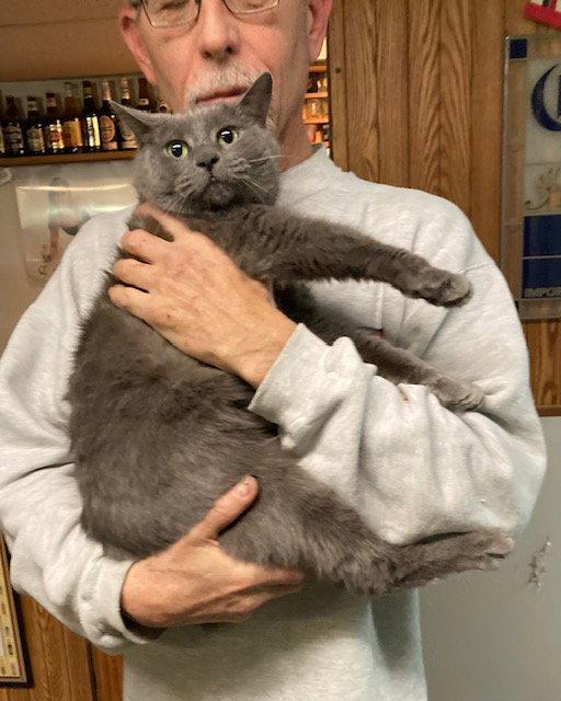 Meredith aka Nubs, a Adopted mixed breed in Macedonia, OH image 2/3