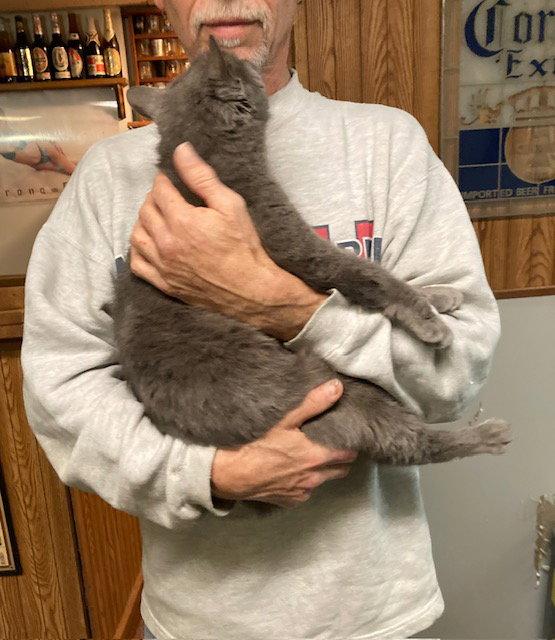 Meredith aka Nubs, a Adopted mixed breed in Macedonia, OH image 3/3