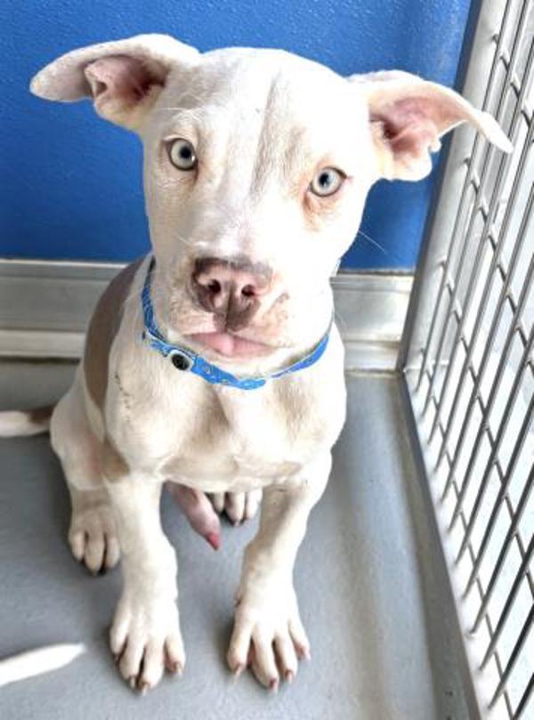 Enlarge Hans, a Adoptable mixed breed in Vancouver, WA image 1/1