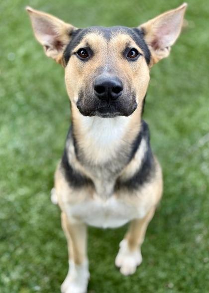 Ezra, a Adoptable mixed breed in Red Bluff, CA image 2/3