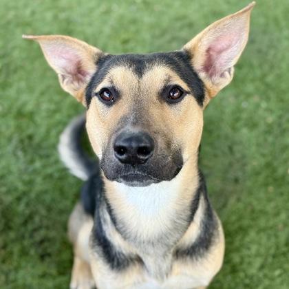Ezra, a Adoptable mixed breed in Red Bluff, CA image 3/3