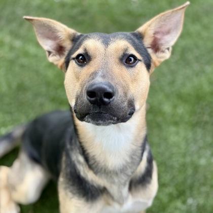Ezra, Adoptable, Young Male German Shepherd Dog.