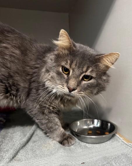 Nash, a Adoptable Domestic Long Hair in Hutchinson, MN image 3/5