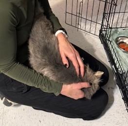 Enlarge Nash, a Adoptable Domestic Long Hair in Hutchinson, MN image 5/5