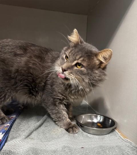 Nash, a Adoptable Domestic Long Hair in Hutchinson, MN image 4/5