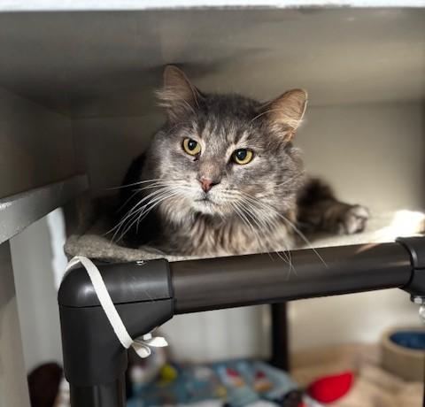 Nash, Adoptable, Adult Male Domestic Long Hair.