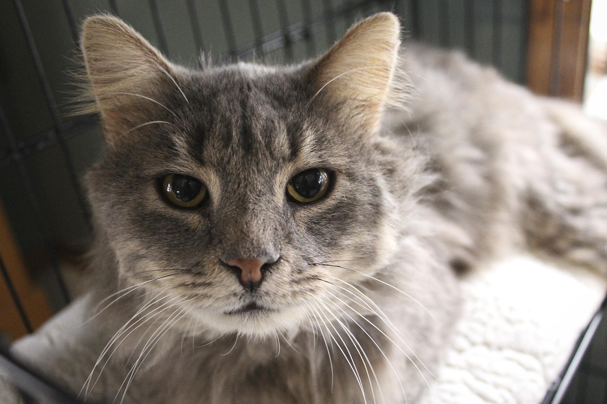 Nash, Adoptable, Adult Male Domestic Long Hair.