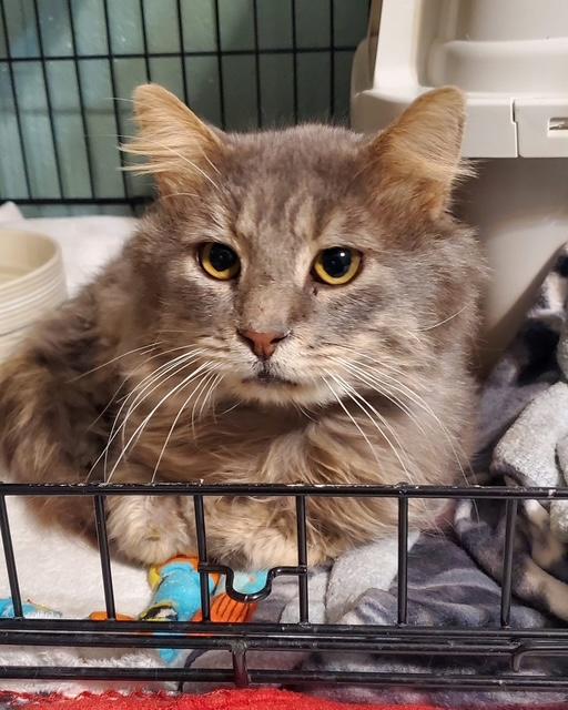 Nash, Adoptable, Adult Male Domestic Long Hair.