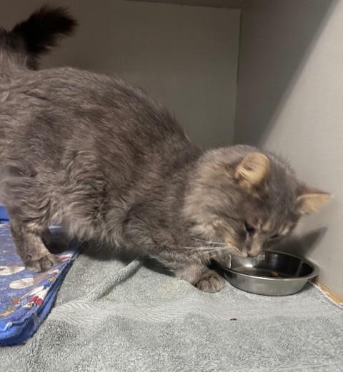 Nash, a Adoptable Domestic Long Hair in Hutchinson, MN image 5/5