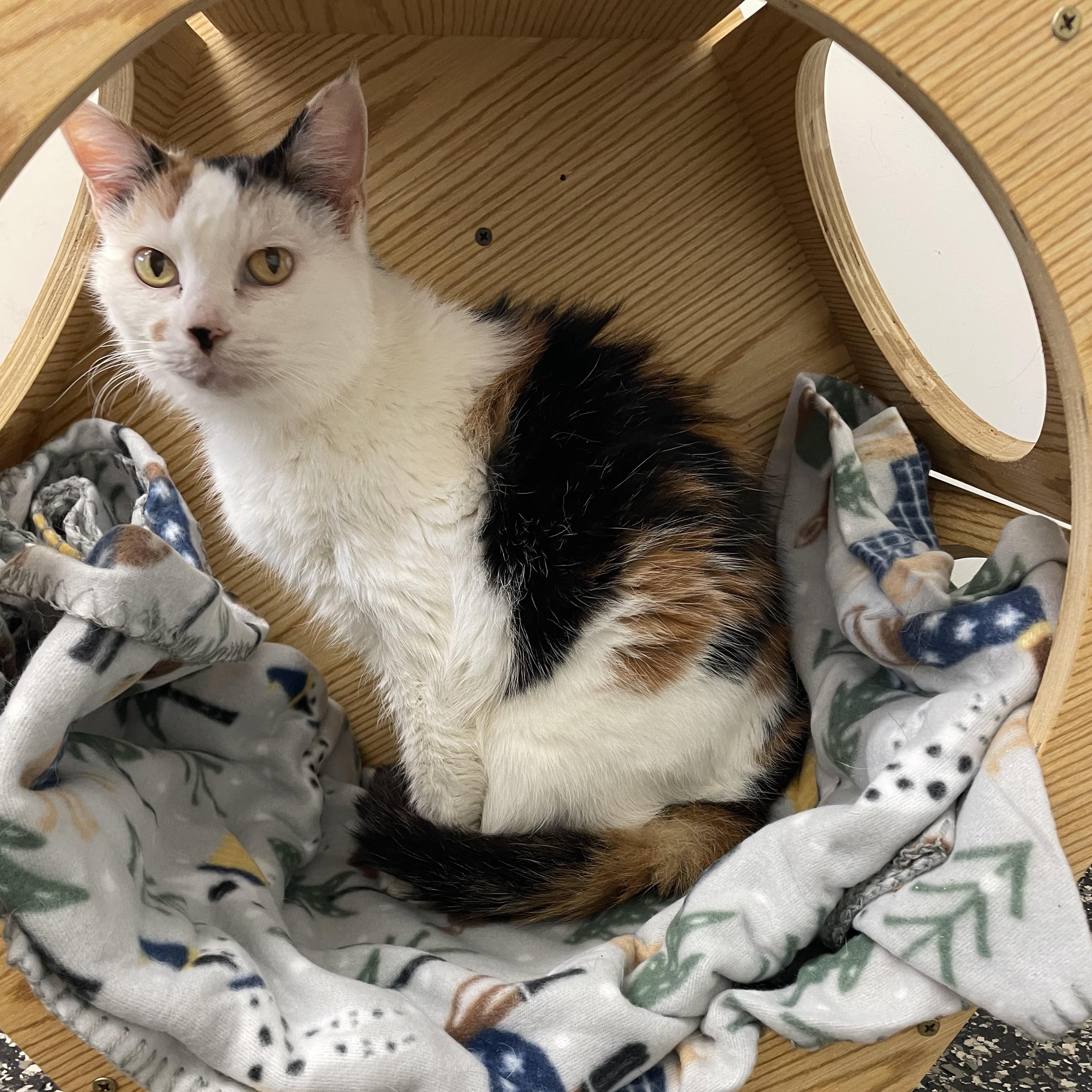 Callie, ADOPTABLE, Senior Female Calico.