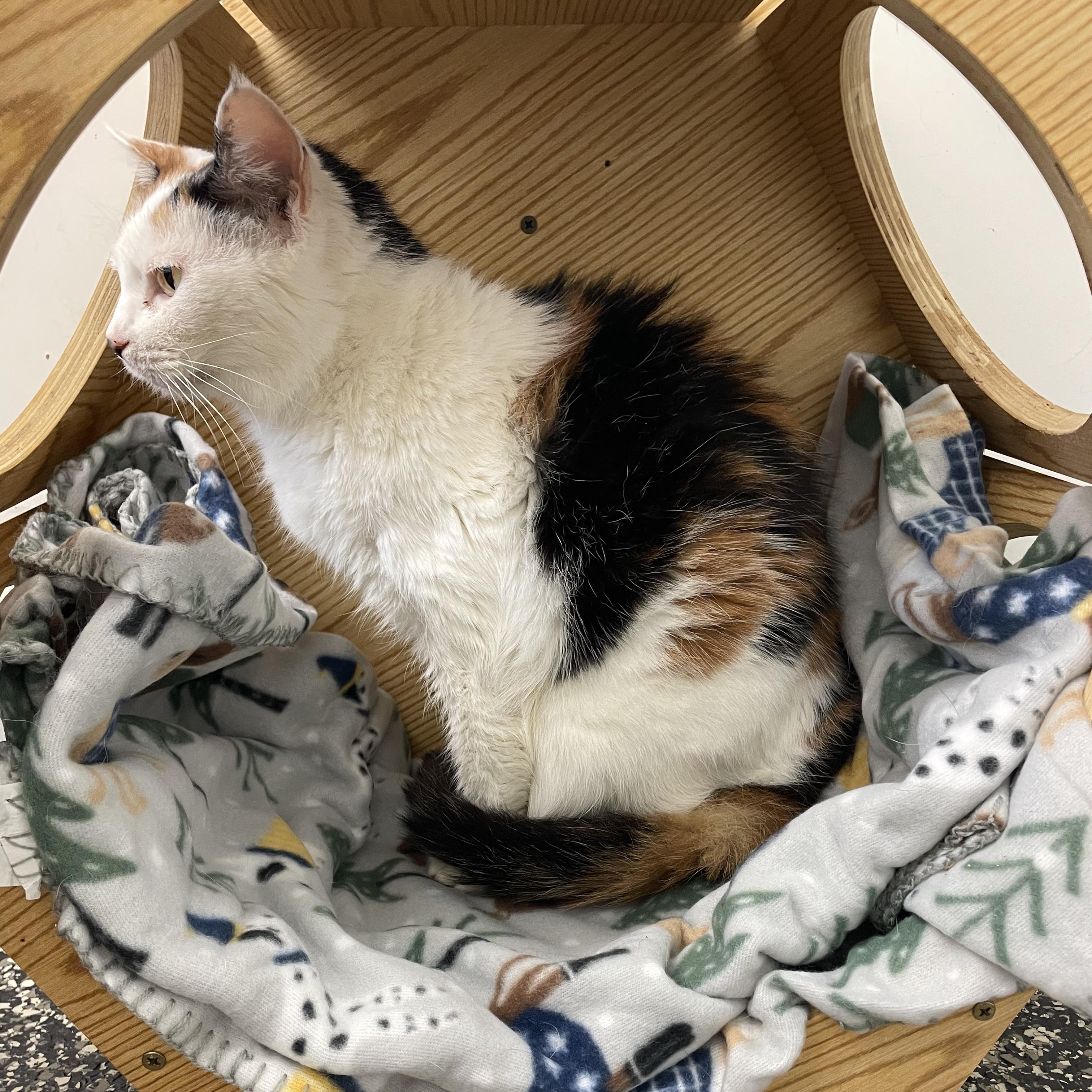 Enlarge Callie, a ADOPTABLE Calico in McKenzie, TN image 4/4