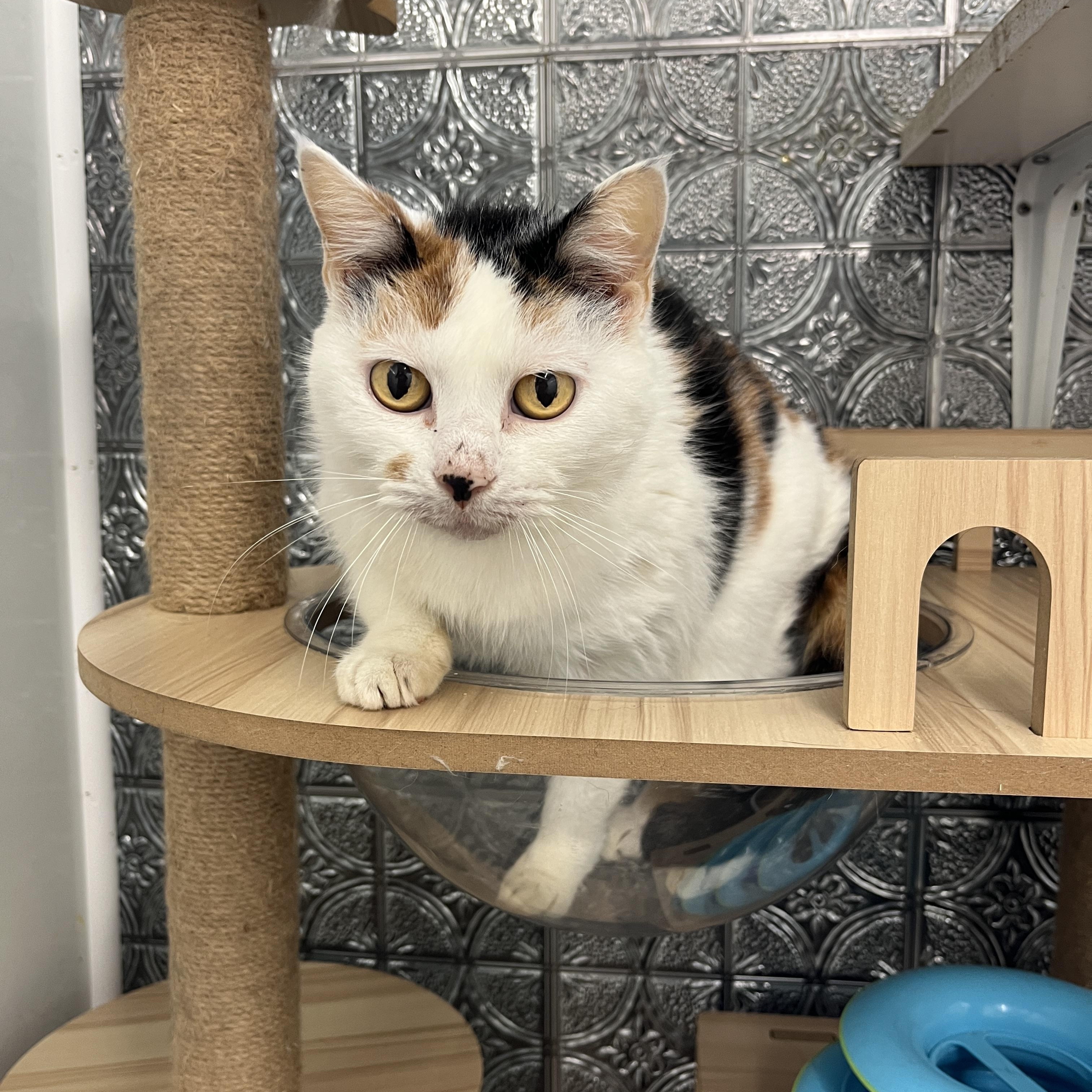 Enlarge Callie, a ADOPTABLE Calico in McKenzie, TN image 2/4