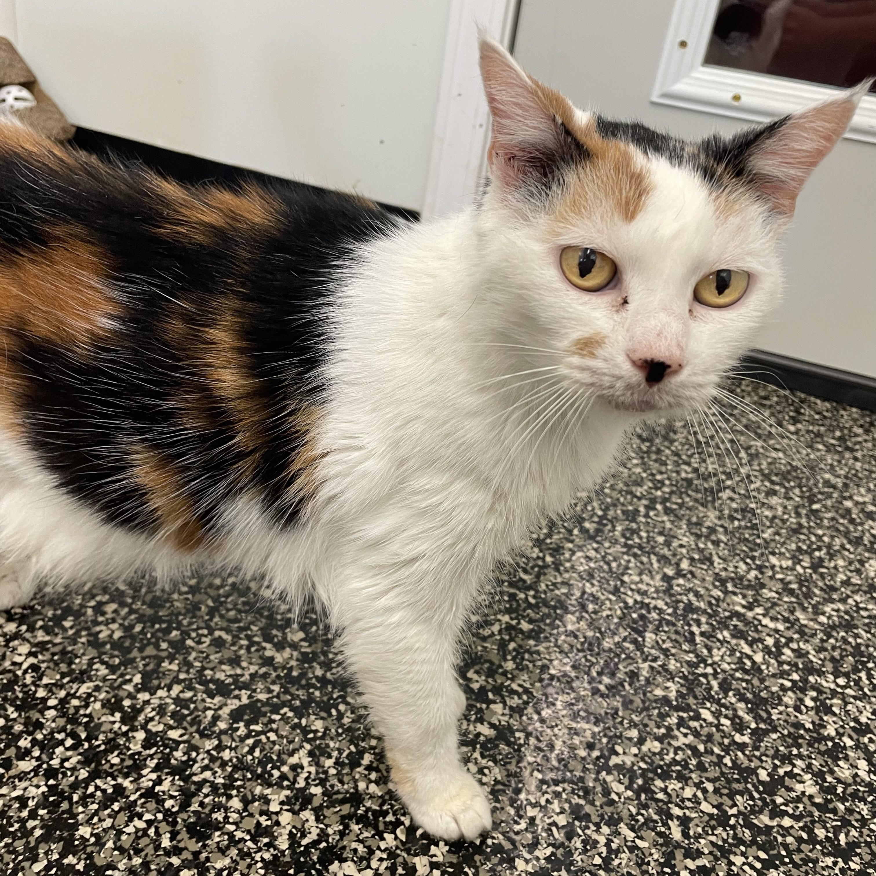 Enlarge Callie, a ADOPTABLE Calico in McKenzie, TN image 3/4