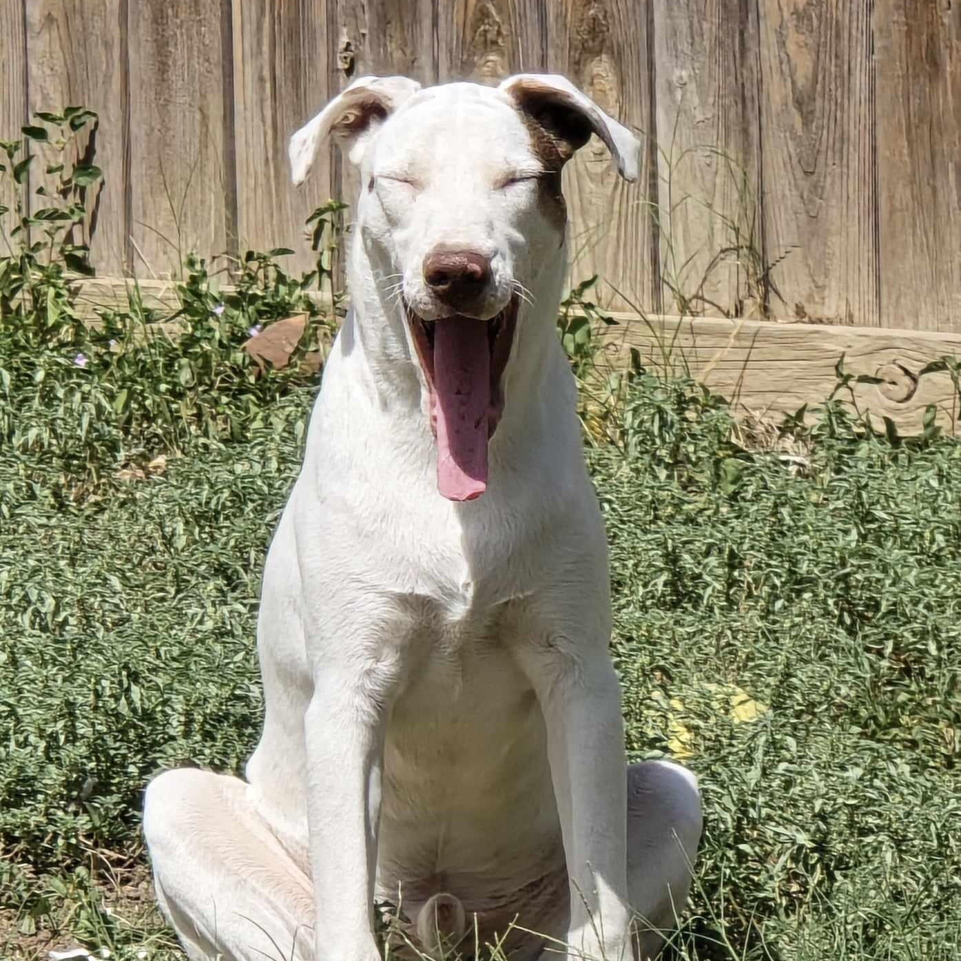 Heath & Toffee (Bonded) — thumbnail 3