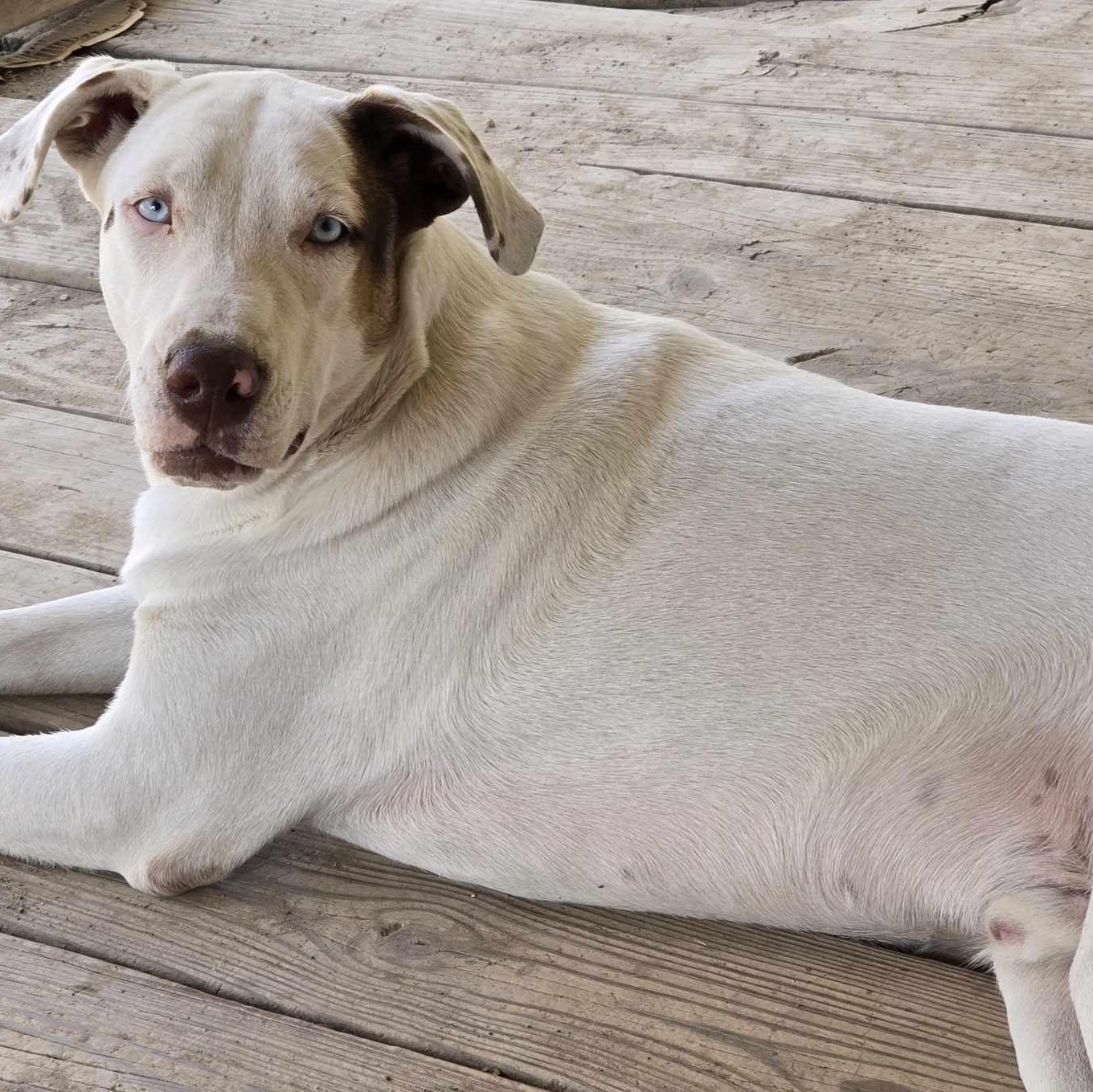 Heath & Toffee (Bonded) — thumbnail 5