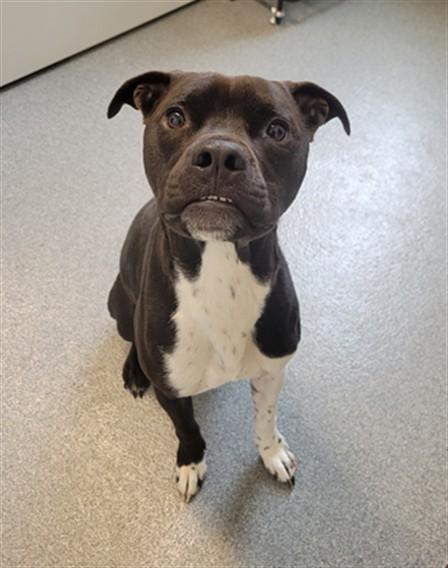 Enlarge LOUIS, a Adoptable Pit Bull Terrier in Toledo, OH image 1/1