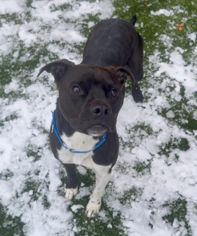 LOUIS, Adoptable, Young Male Pit Bull Terrier.