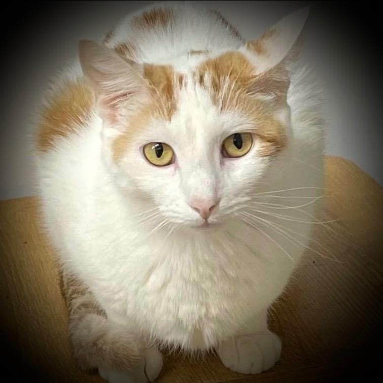 Sophie, a Adoptable mixed breed in Pittsfield, IL image 1/4