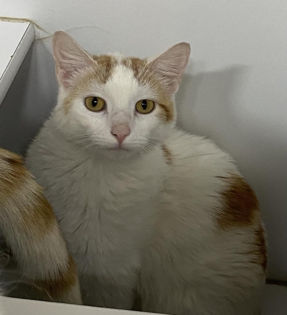 Sophie, Adoptable, Adult Female Domestic Short Hair.