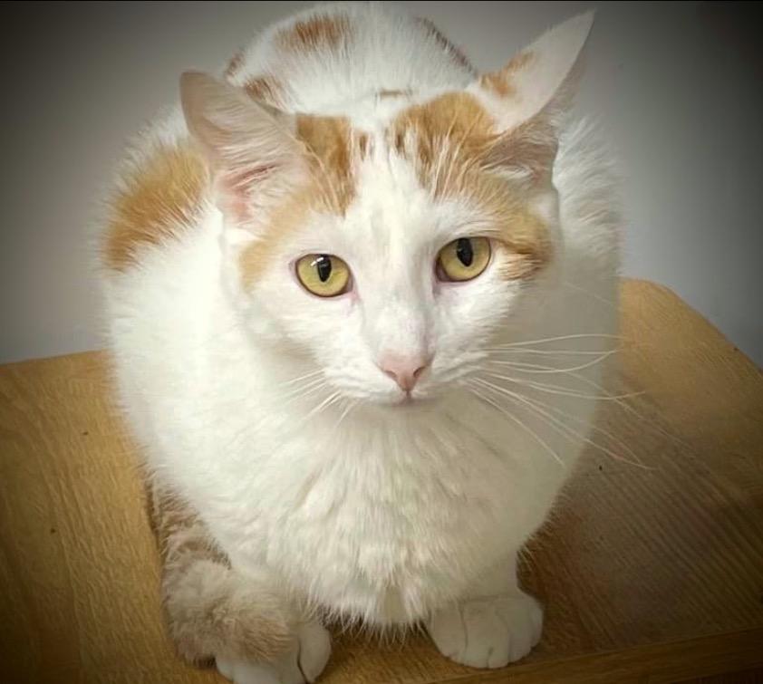 Enlarge Sophie, a Adoptable mixed breed in Pittsfield, IL image 3/4